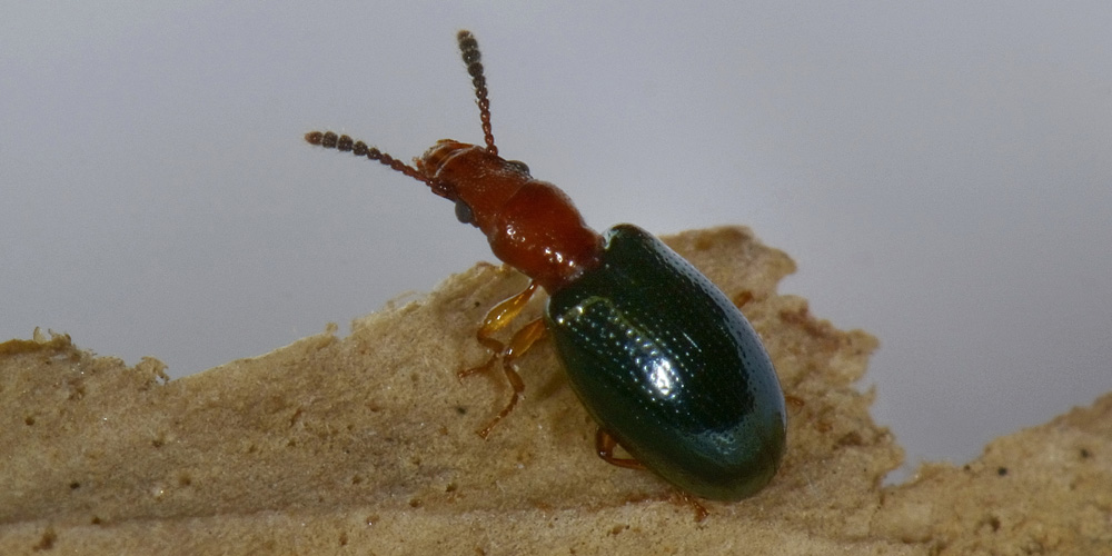 Salpingidae:   Vincenzellus ruficollis